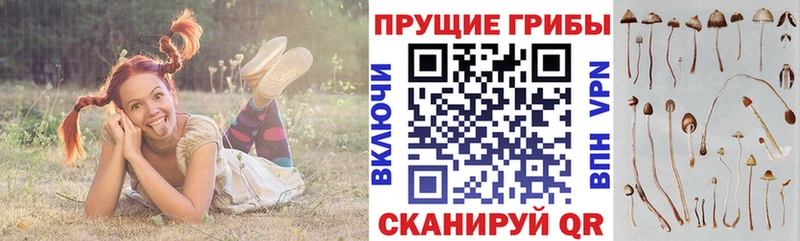 Галлюциногенные грибы мицелий  цены   OMG как войти  Череповец 